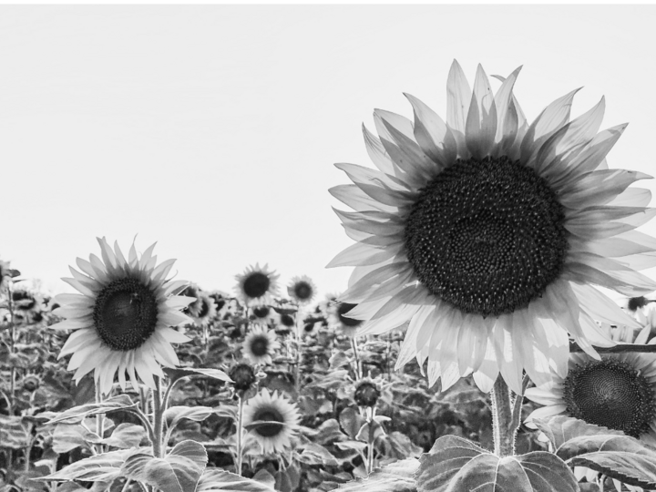 Field of sunflowers