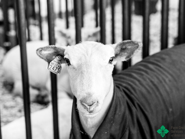 Sheep in 4-H barn