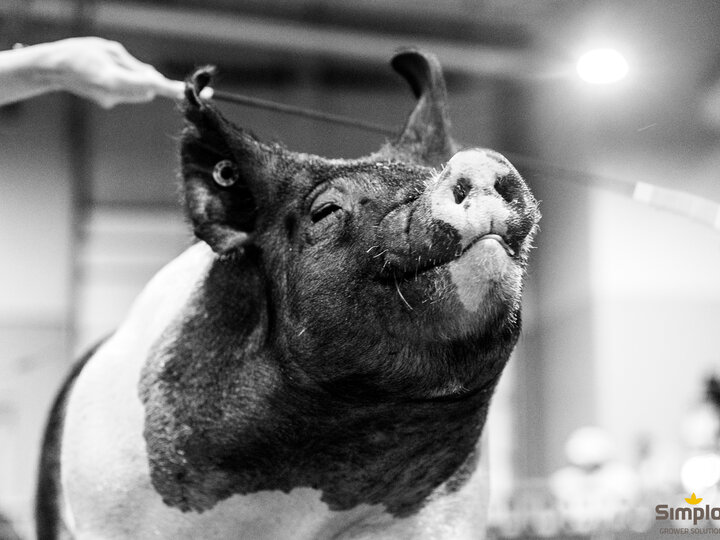 Pig at the 4-H show