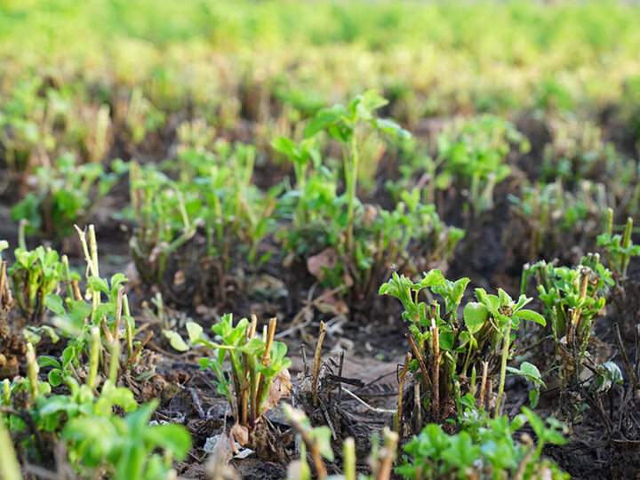 Fall Alfalfa Fertility