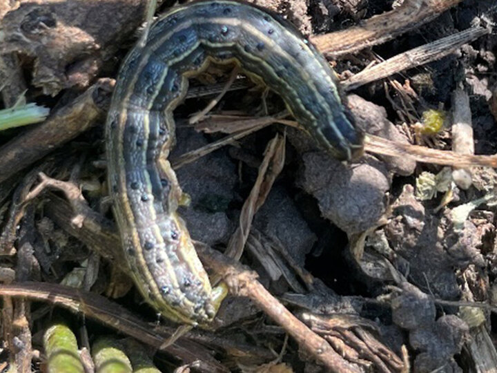 Impacts of Fall Armyworm