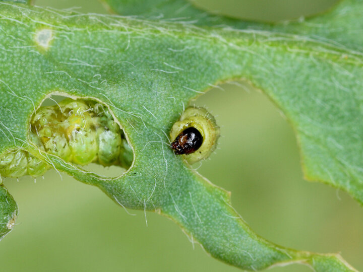 Record winter warmth is bringing winter annual weeds out early in alfalfa fields and could influence insect survival across Nebraska. Extension educators discuss what producers should watch for this spring.