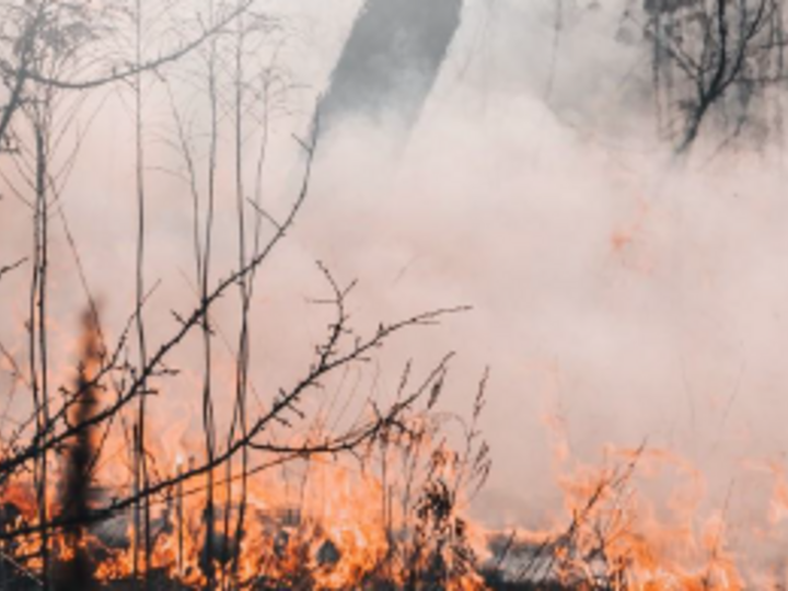 Forest Fire