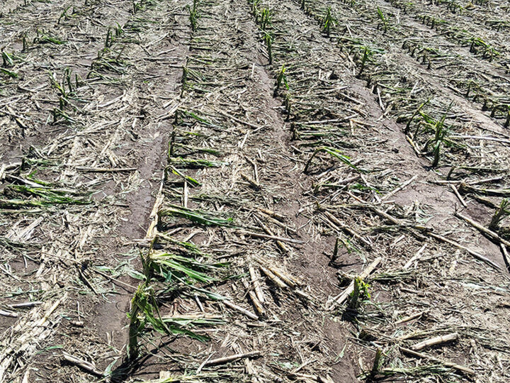 Damaged cornfield with broken stalks and dry soil.