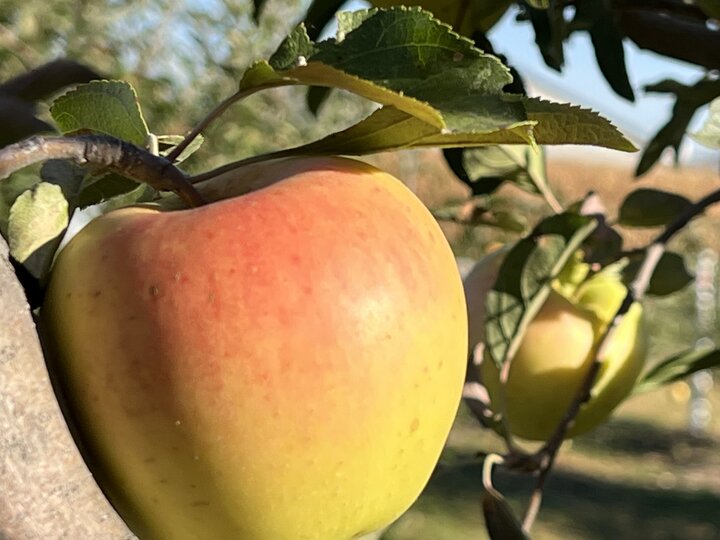apple on tree
