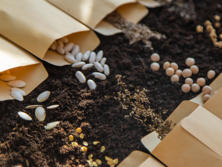Seeds coming out of seed packets into soil