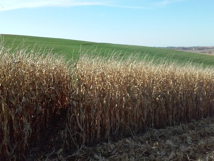 Knox County Crop Ground