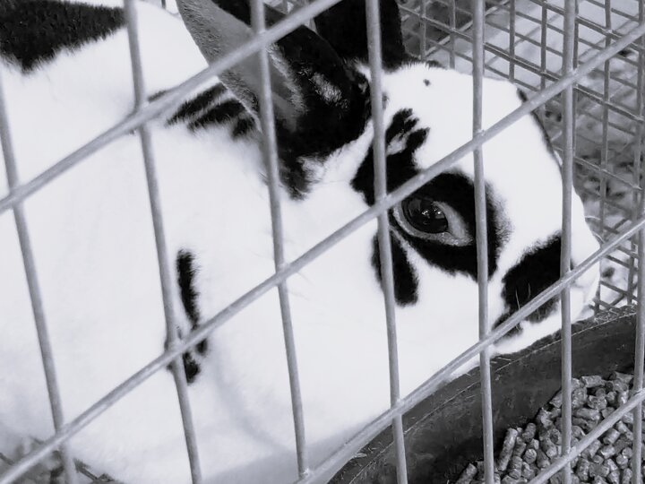 Black and white rabbit in a cage in the 4-H barn