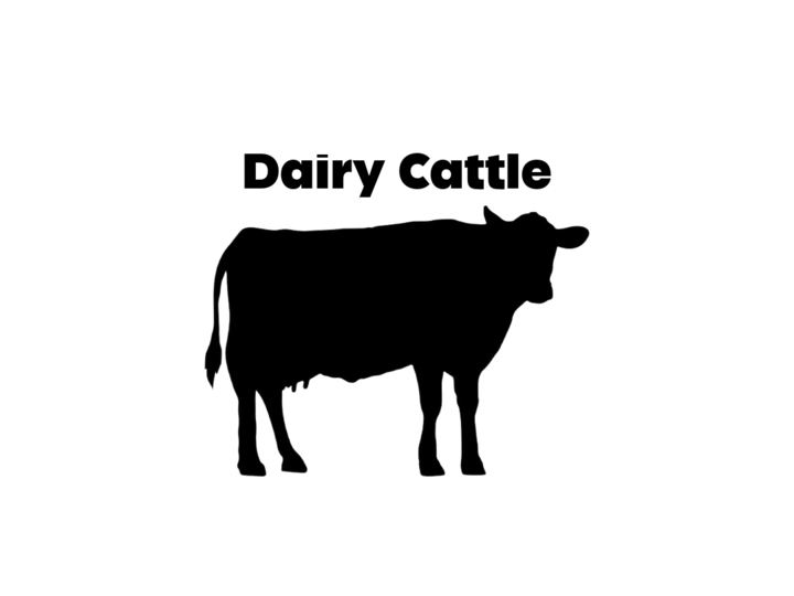Dairy Cattle