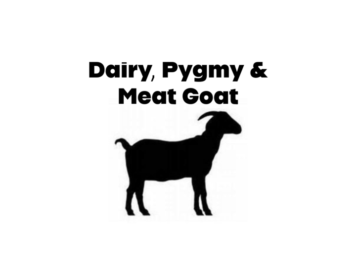 Dairy, Pygmy and meat goat