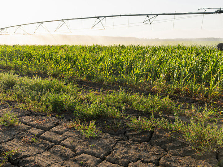Limited snowpack could mean limited irrigation water — and fewer insurance options. Here’s how that reality could shape planting flexibility and crop insurance decisions for 2026.