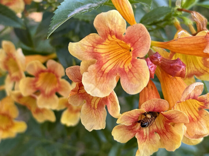 Orange and yellow trumpet-shaped flowers with a bee collecting nectar, surrounded by green leaves.