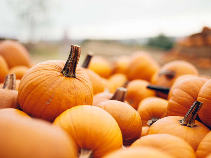 Orange pumpkins in a pile outdoors, with blurred background and soft natural light.