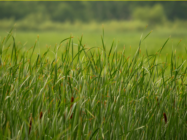 Words on yellow background "Rangeland Discovery Camp" with a photo of grass below.