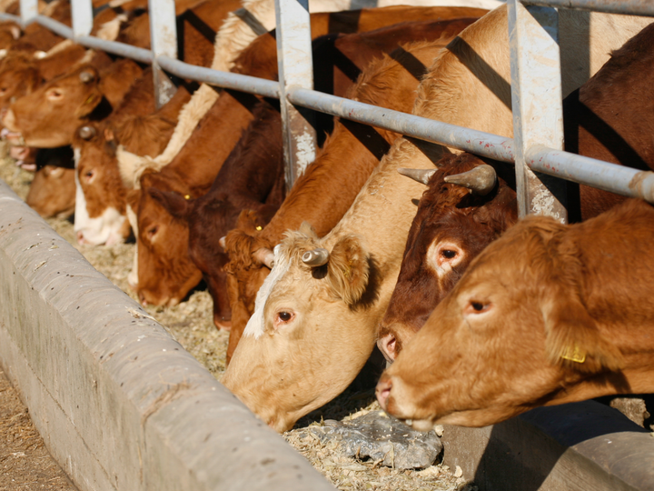Cows feeding at a trough in a sunny outdoor enclosure.