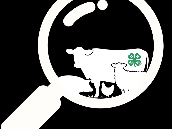 Magnifying glass highlighting silhouettes of farm animals, with a green clover symbol on the cow.