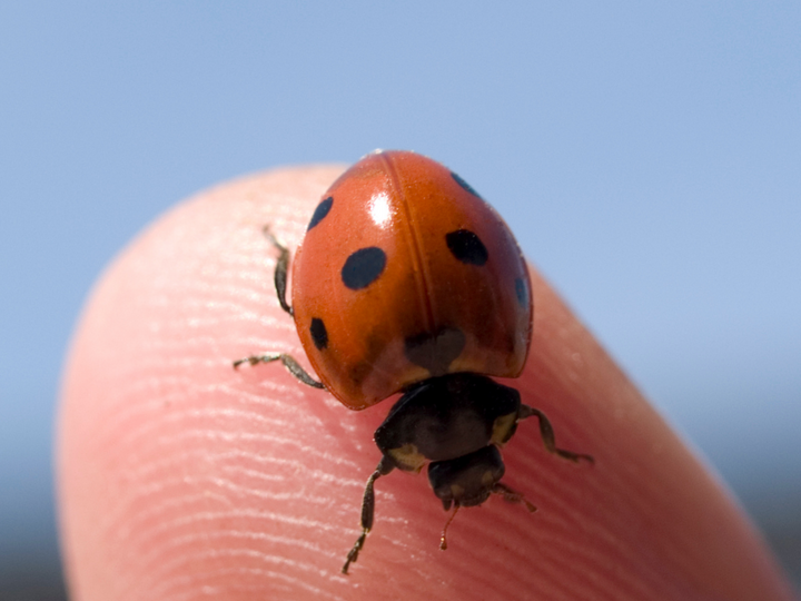 Ladybug with red shell and black spots perched on a fingertip against a clear blue sky.