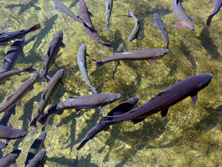 Fish swimming in clear shallow water.