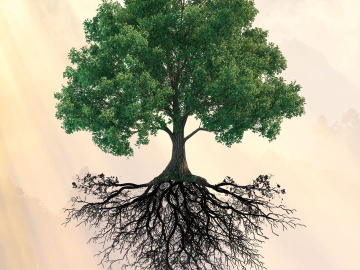 Tree with lush green leaves and visible sprawling roots against a glowing light background.