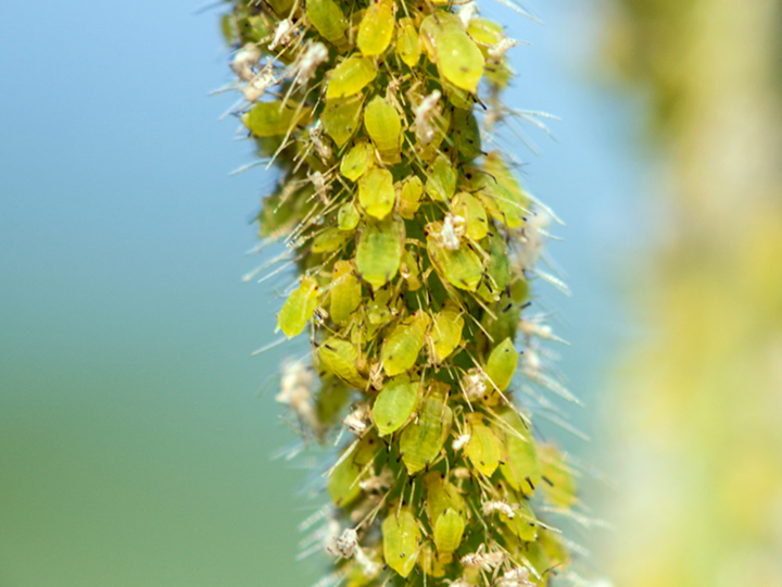 Soybean Aphid