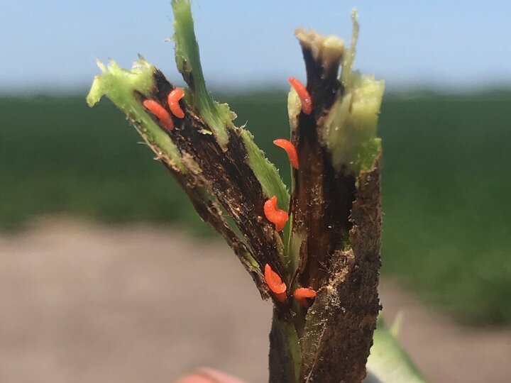 Soybean gall midge season has begun.