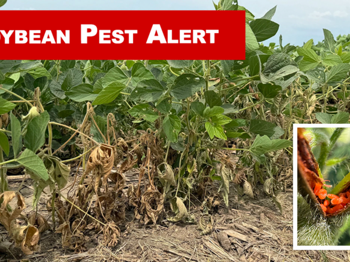Soybean plants with pest damage, highlighted close-up of insect larvae on a pod.