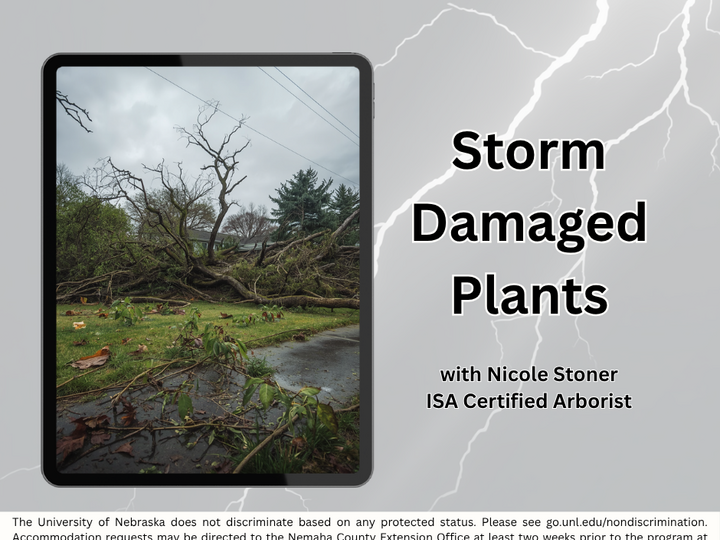 Storm-damaged trees and scattered branches under a cloudy sky.