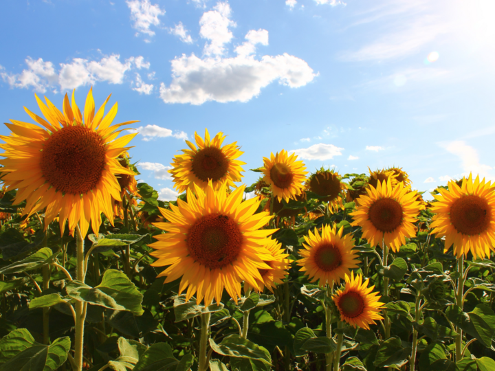 Field of sunflowers with a blue sky