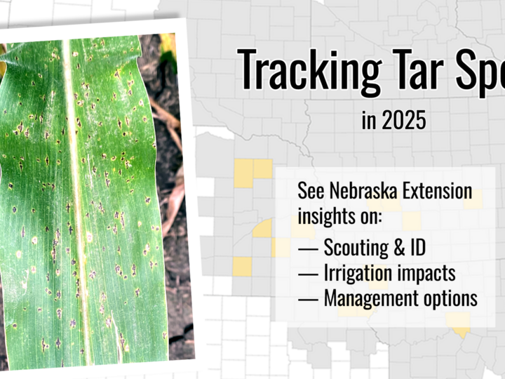 Tar Spot 2025
