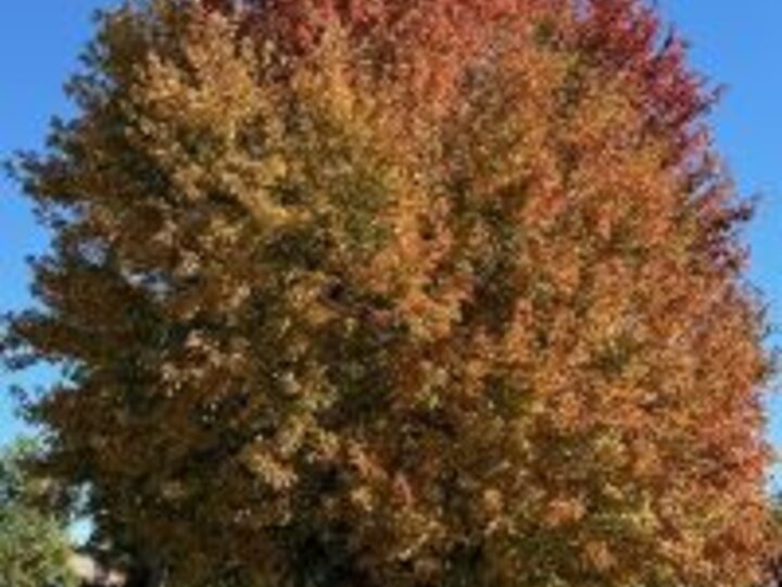 Large Tree with Fall Colors of red and Yellow