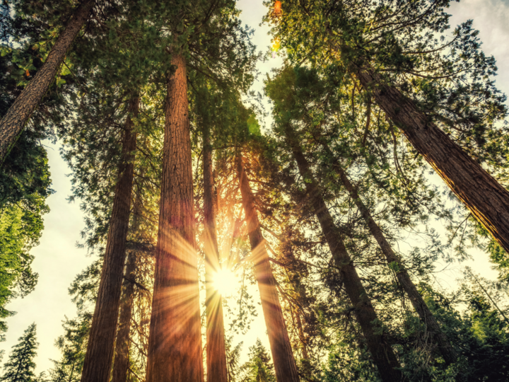 Tall trees in a forest with sunlight streaming through branches, creating a warm glow.