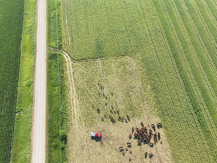 Aerial view of cows grazing near a red vehicle surrounded by farmland and a dirt road.