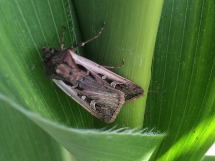 Western Bean Cutworm