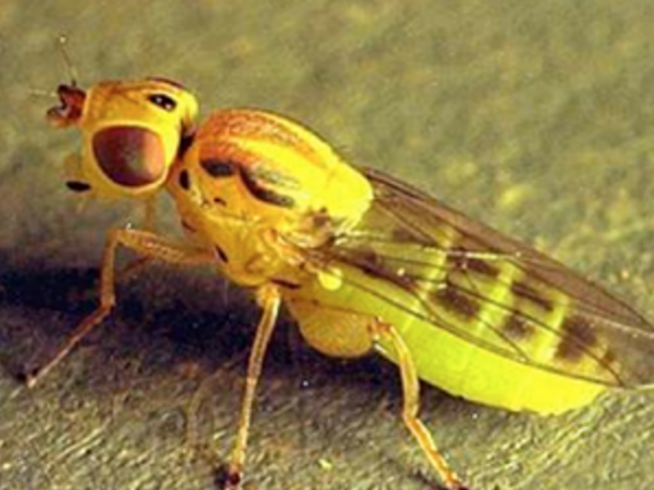 Nebraska Extension is detecting wheat stem maggot activity in multiple counties as part of a statewide monitoring effort this spring.