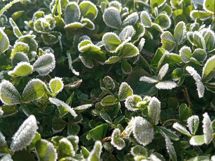 Start spring strong: evaluate alfalfa stands and plan annual forages to protect yields.