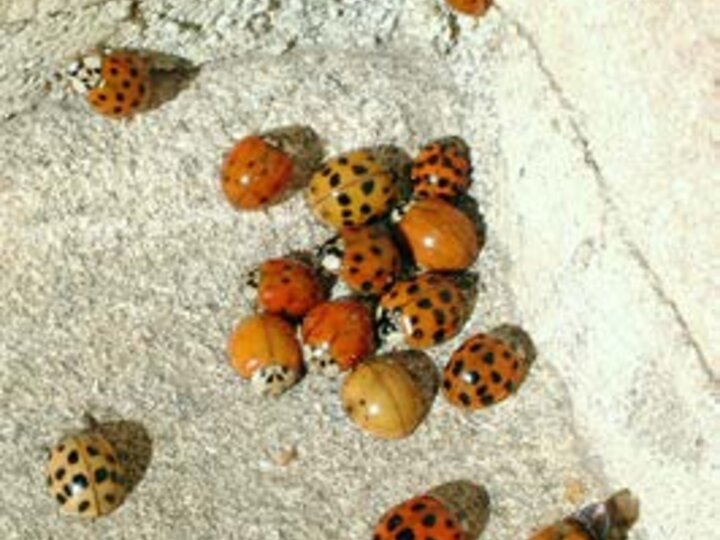 Knox County Aphid Beetle