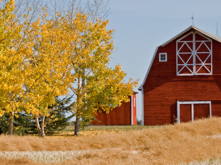 Beautiful red barn with golden wheat field and yellow trees in autumn