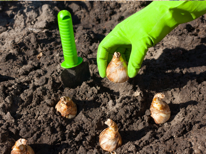 Planting fall bulbs in the garden