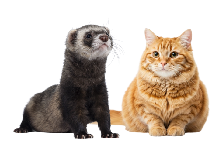 a ferret and a cat