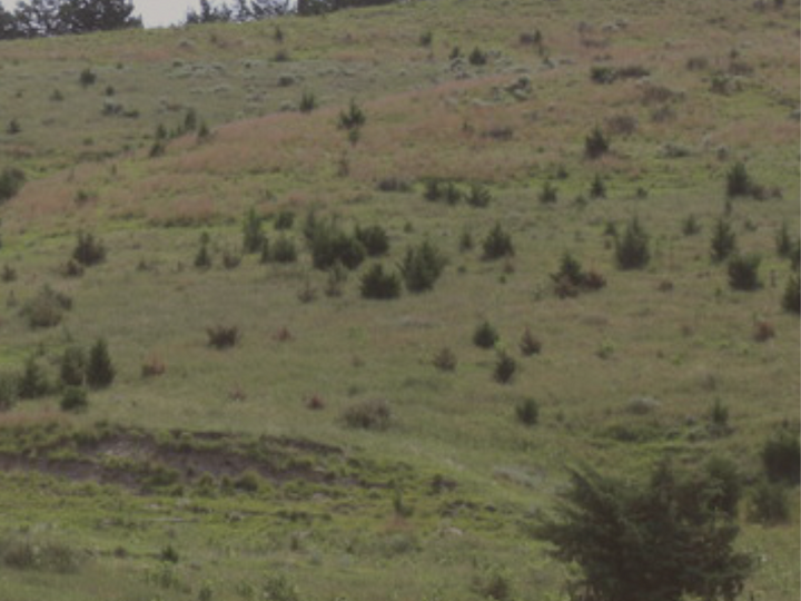 cedar trees in field