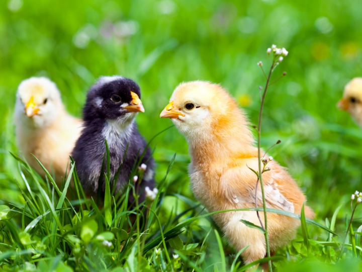 Three young poultry hatchlings roam in the green grass.