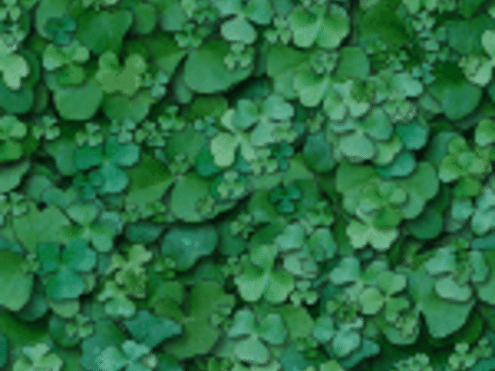 clover background