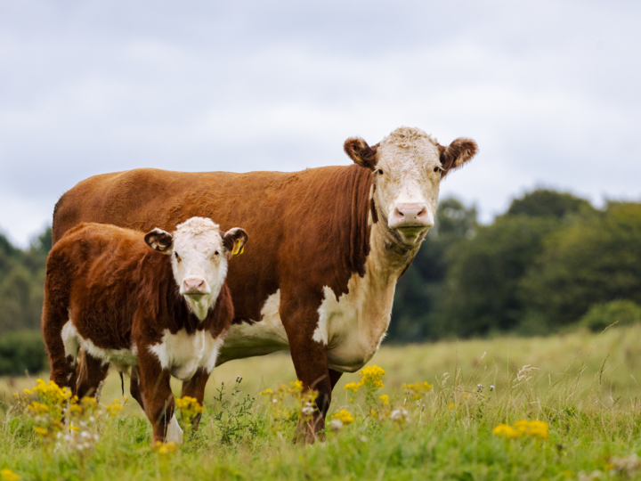 Cow and calf in pasture