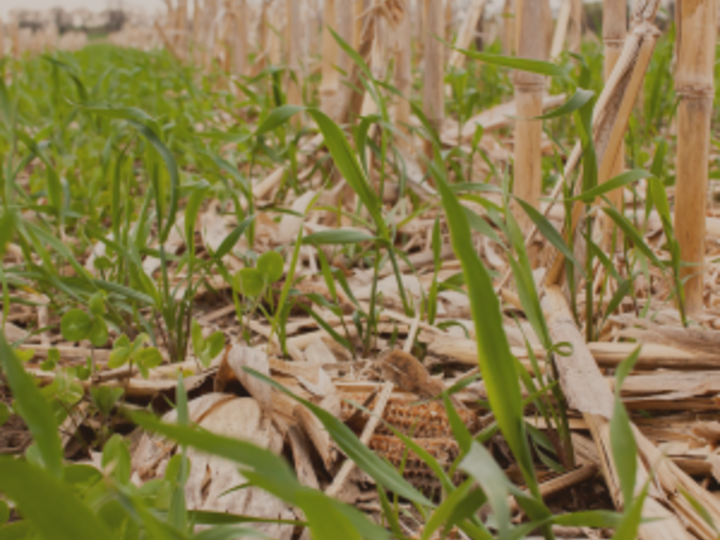 cover crop