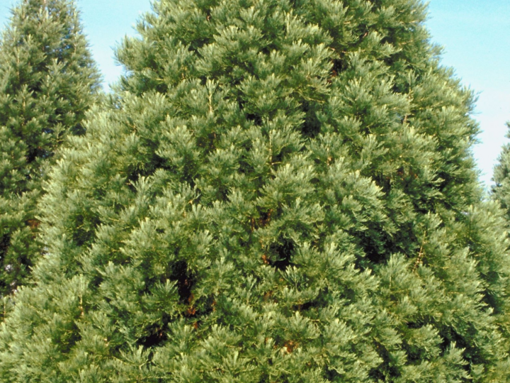Evergreen trees
