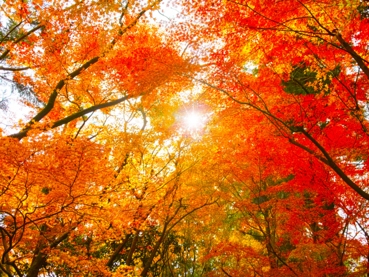 Trees turning beautiful fall colors