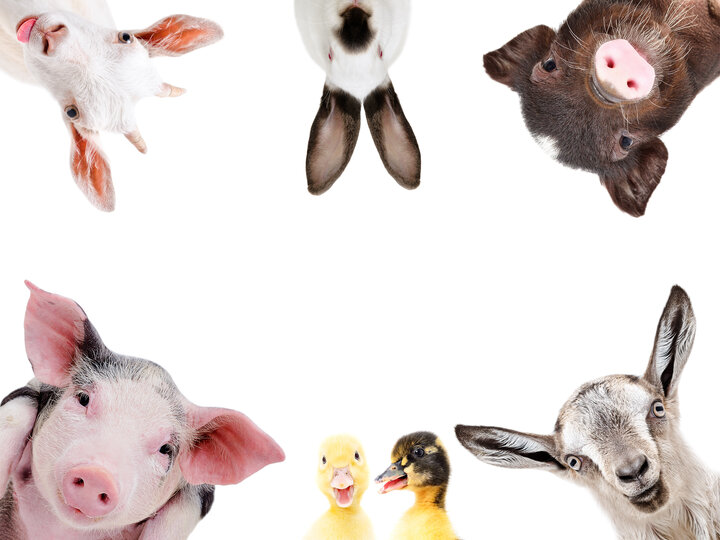 farm animals in the corners