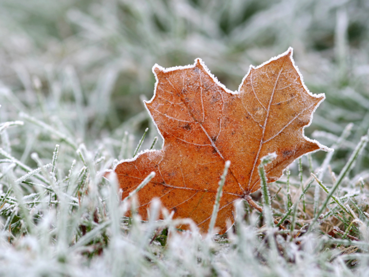 Frosty leaf in frosted grass
