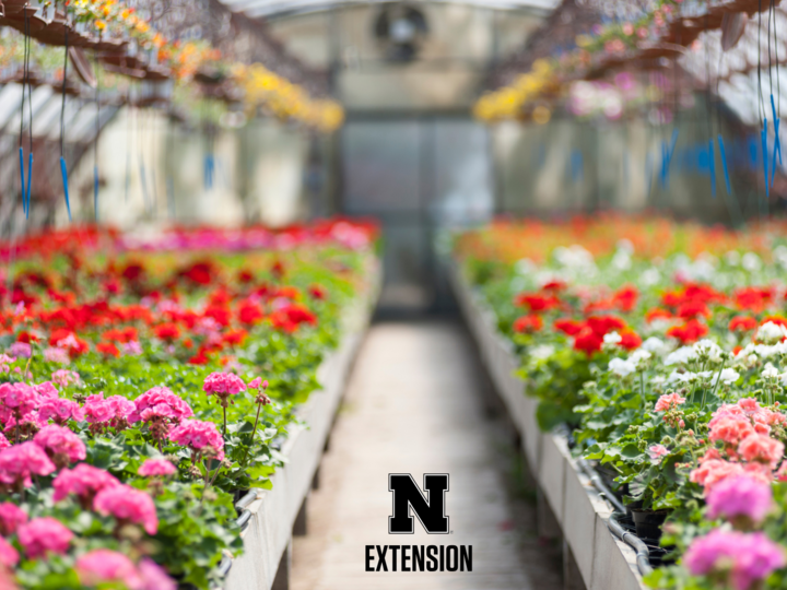 Flower-filled greenhouse with rows of vibrant red, pink, and white blooms. "N Extension" logo centered below.