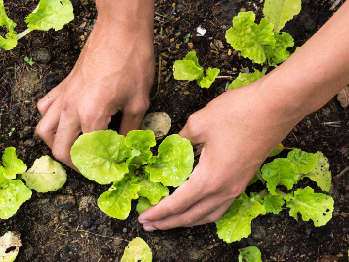 Person planting in a garden